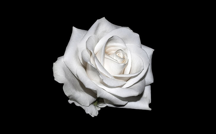 The White Rose
