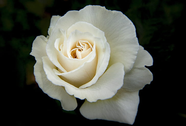 The White Rose